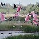 &copy; WWF Paraguay