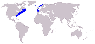 Atlantic northern right whale range / ©: Wikipedia Atlantic northern right whale range / ©: Wikipedia