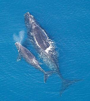 Atlantic northern right whale with calf. / ©: NMFS NOAA Atlantic northern right whale with calf. / ©: NMFS NOAA