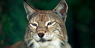 Eurasian lynx (<i>Lynx lynx</i>).