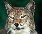 Eurasian lynx (<i>Lynx lynx</i>).