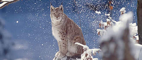 Eurasian lynx. Bayerischer Wald National Park, Germany. rel=