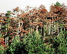 Protected Forest in France.