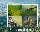 Report - Feeding the algae with tax money: EUTRO-farming and EU-trophication