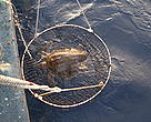tortuga siendo izada al barco con una red.