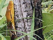 Scary snake in the forest / ©: WWF-Canon / Jane STORY Scary snake in the forest / ©: WWF-Canon / Jane STORY