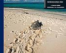Exploitation, Trade and Management of Marine Turtles
