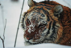 Amur tiger (Panthera tigris altaica), the largest tiger subspecies. / ©: WWF Russia / Vasilii Solkin The Amur tiger is the largest of the five remaining tiger species. / ©: WWF Russia / Vasilii Solkin