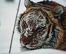 The Amur tiger is the largest of the five remaining tiger species.