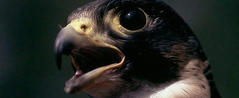 Peregrine Falcon (Falco peregrinus), Europe. / ©: WWF-Canon / Chris Martin BAHR rel=