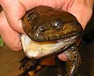 Khorat big-mouthed frog (Limnonectes megastomias), found only in three isolated and remote locations in a protected area in Thailand. The frog's fangs protrude from its bottom jawbone and it is known to be an opportunistic eater, lying and waiting for prey in streams. The species is known to eat birds as feathers were found in its faeces. This species was one of the new species discovered in the Greater Mekong region of Southeast Asia during 2008.