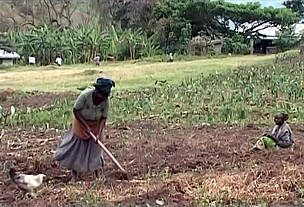Farmers at work in the foothills of the Rwenzori Mountains. Changing climatic conditions has created uncertainty about the planting season.