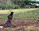 Farmers at work in the foothills of the Rwenzori Mountains. Changing climatic conditions has created uncertainty about the planting season.