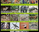 Endangered Species Poster