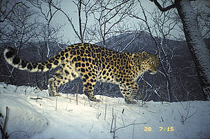 This female amur leopard (Panthera pardus orientalis) was photographed using a camera trap. She had ... / ©: WWF-Russia / ISUNR Narva is female amur leopard (<i>Panthera pardus orientalis</i>). She had recently had ... / ©: WWF-Russia / ISUNR