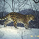 &copy; WWF-Russia / ISUNR