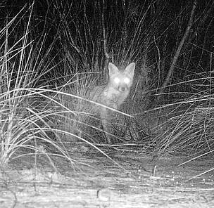 The image of this feral fox was captured from the same camera trap location as the Little ... / ©: Phil Lewis / WWF-Australia The image of this feral fox was captured from the same camera trap location as the Little ... / ©: Phil Lewis / WWF-Australia