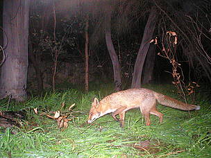 The European fox was introduced into Australia in the 1800s for sport hunting. Since then it has ... / ©: Mike Griffiths / WWF The feral fox was introduced into Australia in the 1800s for sport hunting. Since then it has ... / ©: Mike Griffiths / WWF