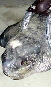 The leatherback turtle named Fermina. Click to view an enlarged picture / &copy;: WWF-Canon / Carlos Drews