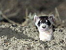 Black-footed ferret poking out of its den. / ©: Daniel J. Cox/NaturalExposures.com / ©: Daniel J. Cox/NaturalExposures.com