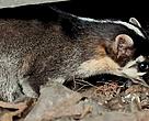 A new species of mammal, Ferret badger 