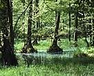 Protected flooded forest in Germany. More and better forest protection is wanted in Europe.