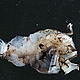The ceratioid anglerfish of the genus Lophodolus - this may be a new species. © MAR-ECO / Tracey Sutton