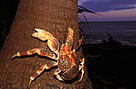 Giant coconut crab.  / &copy;: WWF-Canon / Martin HARVEY