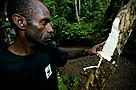 Gaharu (Eaglewood). / &copy;: WWF