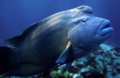 Humphead wrasse. / ©: WWF-Canon / Darren Jew Humphead (or Napoleon, or Maori ) wrasse. / ©: WWF-Canon / Darren Jew