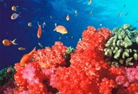 Fiji is famous throughout the world for spectacularly rich and vibrant soft coral reefs, but many ... / ©: WWF-Canon / Cat Holloway / ©: WWF-Canon / Cat Holloway