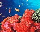 Fiji is famous throughout the world for spectacularly rich and vibrant soft coral reefs, but many are under pressure from tourism.