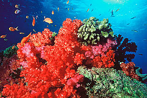 Fiji and other Pacific nations are famous for their spectacularly rich and vibrant coral reefs, ... / ©: WWF-Canon / Cat Holloway / ©: WWF-Canon / Cat Holloway