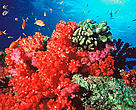 Fiji is famous throughout the world for spectacularly rich and vibrant soft coral reefs, which provide havens and food sources for thousands of species of fish and invertebrates.
