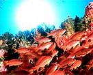 School of fish, Philippines.