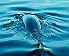 Fin whale.