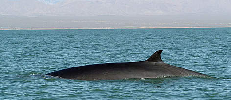 Fin whale surfacing, Baja California, north-western Mexico. / &copy;: WWF-Canon / Gustavo YBARRA