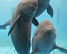 Finless Porpoises lack a dorsal fin.