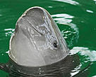 The Yangtze's finless porpoise, one of the world’s most endangered mammals. Wuhan, Hubei Province, China.