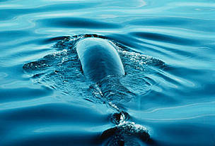 Fin whale
Balaenoptera physalus
Mexico.
Balaenoptera physalus Fin whale Baja California Mexico / ©: WWF-Canon / Y.-J. REY-MILLET / ©: WWF-Canon / Y.-J. REY-MILLET