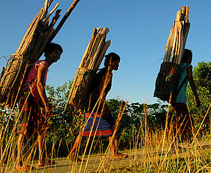 Women returning home with firewood at Pham Ba Thinh, Greater Annamites, Vietnam / ©: WWF Greater Mekong Programme / ©: WWF Greater Mekong Programme