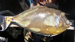 Fiantsifa (horn fish) / ©: WWF / Markos Zangas Tsakiris / ©: WWF / Markos Zangas Tsakiris