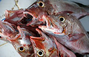 A bundle of fish for sale at Suva Market, Fiji Islands. This species of fish congregate to spawn at ... / ©: Brent Stirton / Getty Images / ©: Brent Stirton / Getty Images