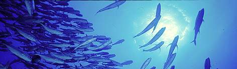School of bigeye trevally. Fiji, southwest Pacific Ocean. / ©: Cat HOLLOWAY / WWF-Canon rel=