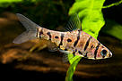 Eight-banded barb (Eirmotus insignis), discovered in 2008 in Kalimantan, Borneo.
The remarkably ... / ©: WWF/CK Yeo / ©: WWF/CK Yeo