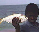 EU's fishing agreements could represent an unfair competition to local fishermen.