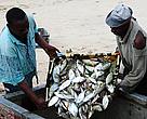 Fishermen on Mafia Island empty their days catch onto a cooler box that will be shipped to Dar es Salaam in Tanzania for sale and consumption.  The Rumaki Seascape programme has been instrumental in preserving the livelihoods of these fishermen and the communities they come from. 