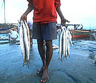 Fishers returning from the sea with their catch, Zanzibar Island, Tanzania. Coral reefs are ... / ©: WWF-Canon / Martin HARVEY Fishers returning from the sea with their catch, Zanzibar Island, Tanzania. Coral reefs are ... / ©: WWF-Canon / Martin HARVEY