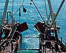 A comparison of longline and trawl fishing practices and suggestions for encouraging the sustainable management of fisheries in the Barents Sea.