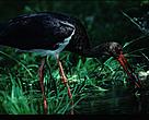 From the beginning of September up to the end of October, black storks migrate over Europe towards their hibernating grounds in Africa.